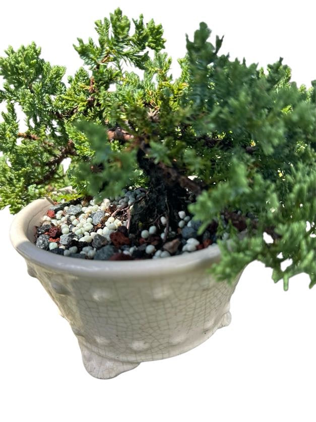 Juniper Procumbens Nana
