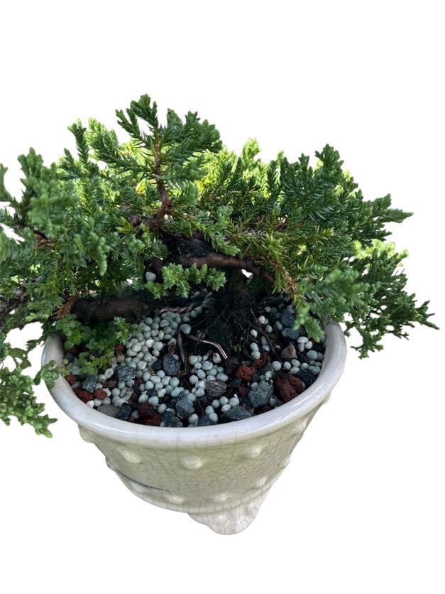 Juniper Procumbens Nana