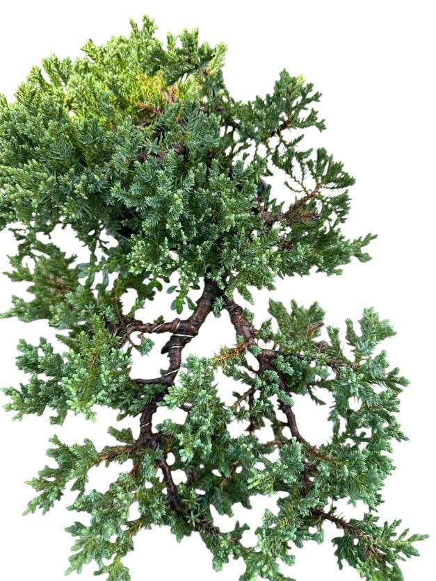 Juniper Procumbens Nana