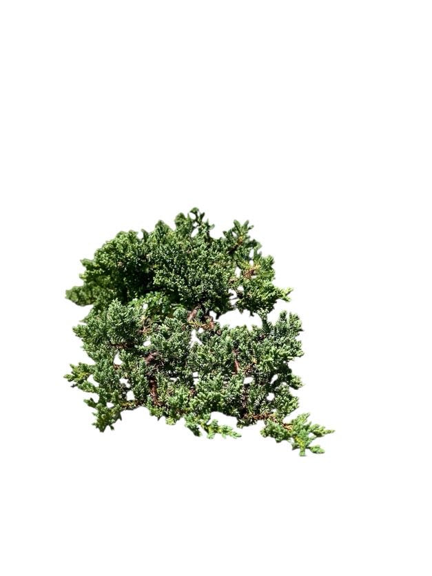 Juniper Procumbens Nana
