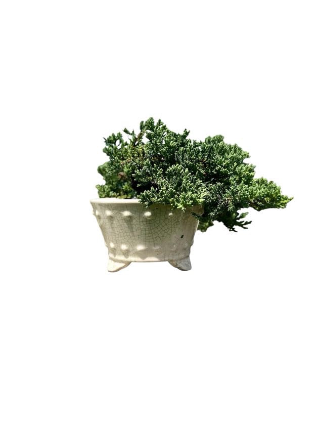 Juniper Procumbens Nana