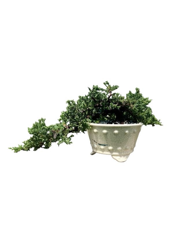 Juniper Procumbens Nana