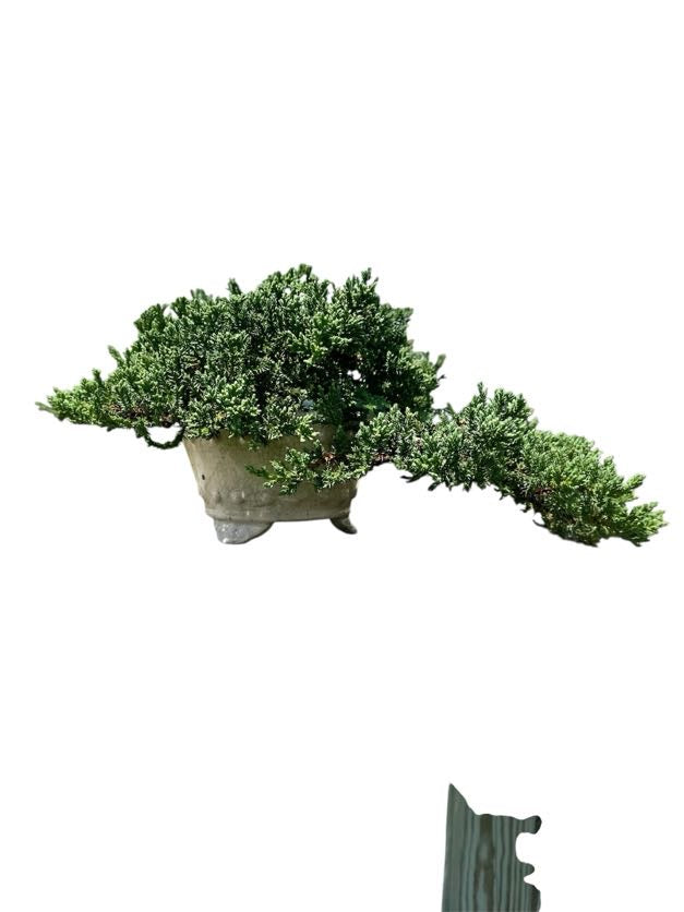 Juniper Procumbens Nana