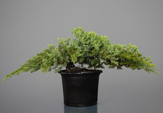 Juniper Nana