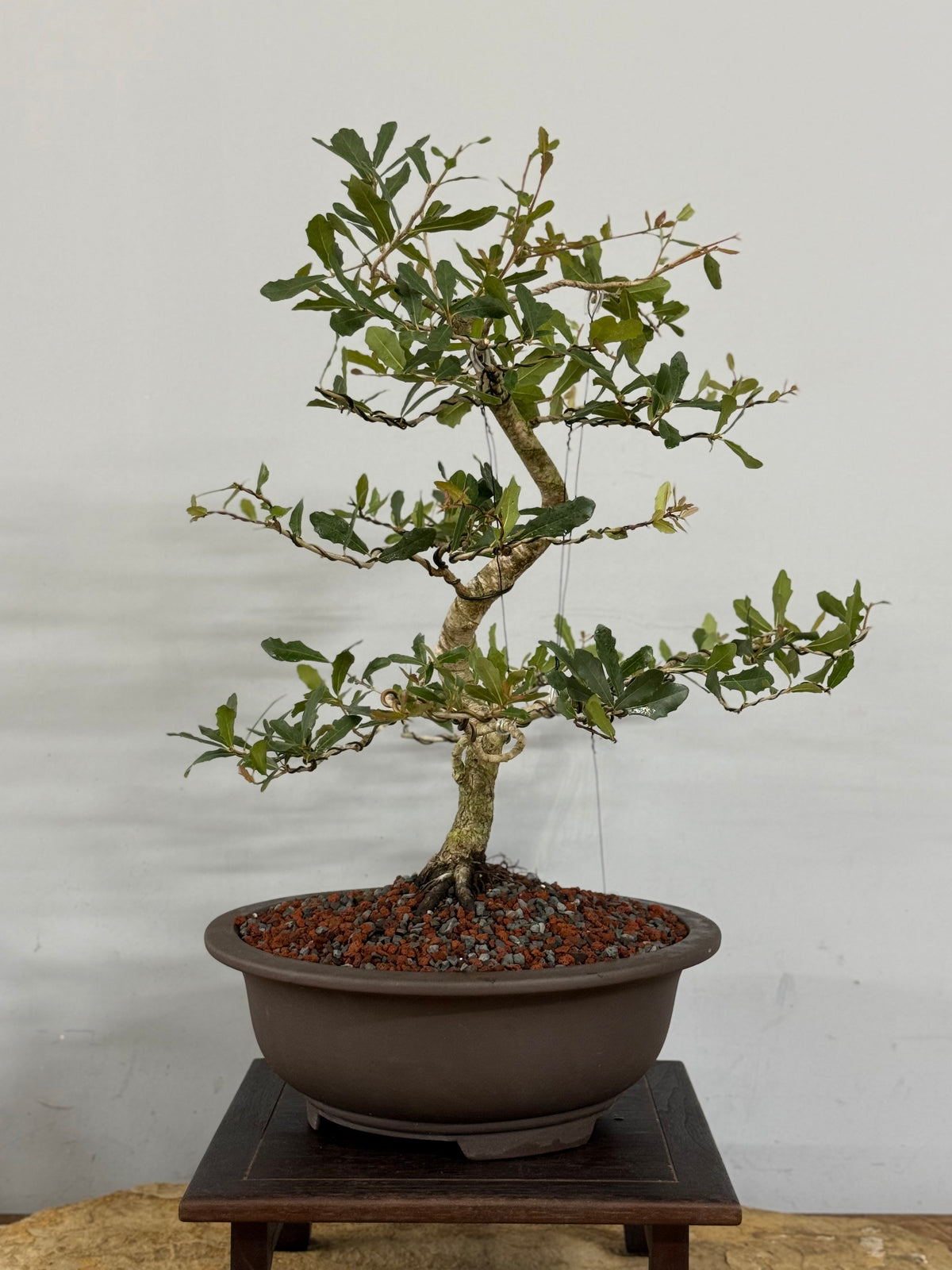 Southern Live Oak