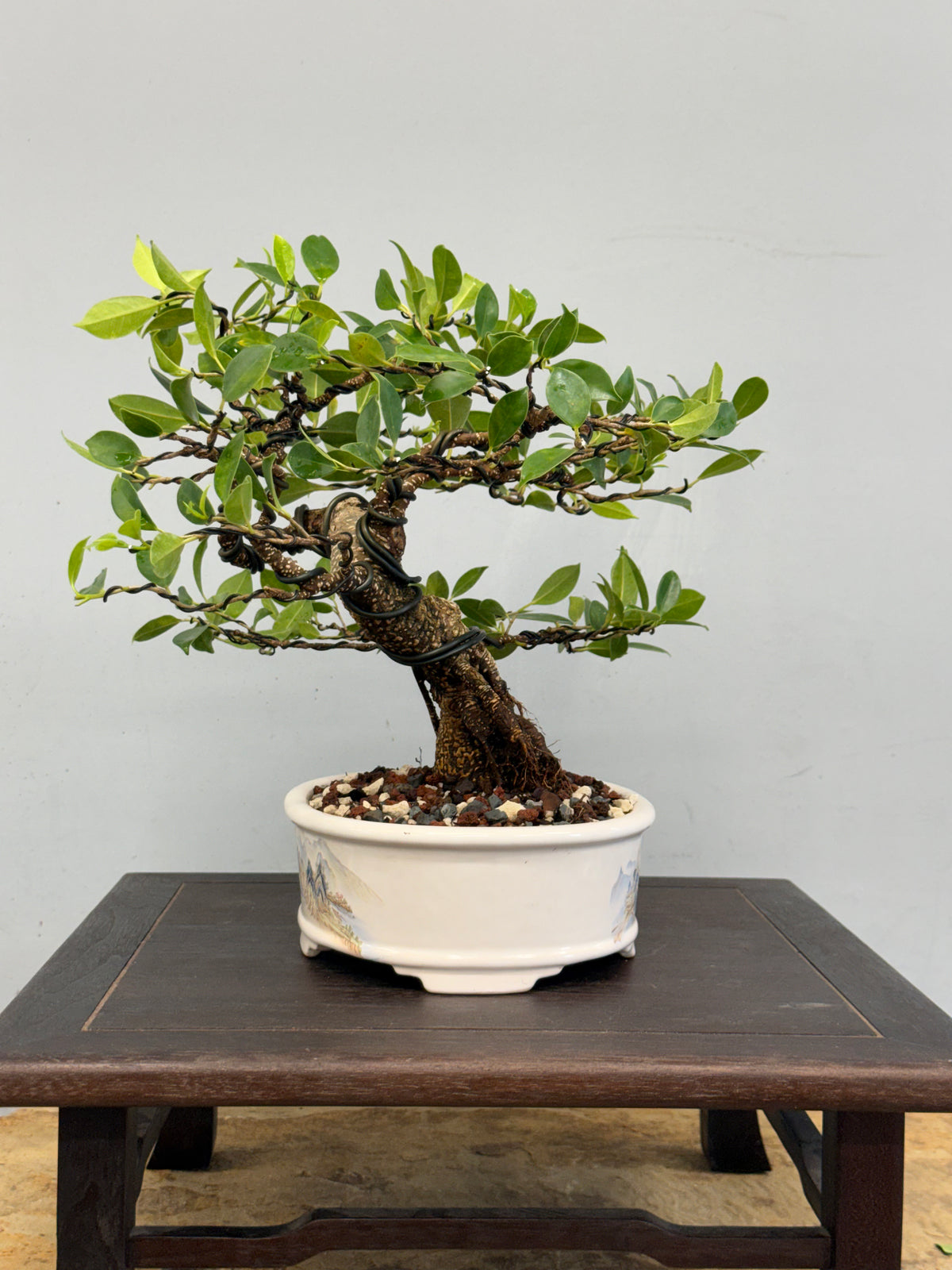 Tiger Bark Ficus