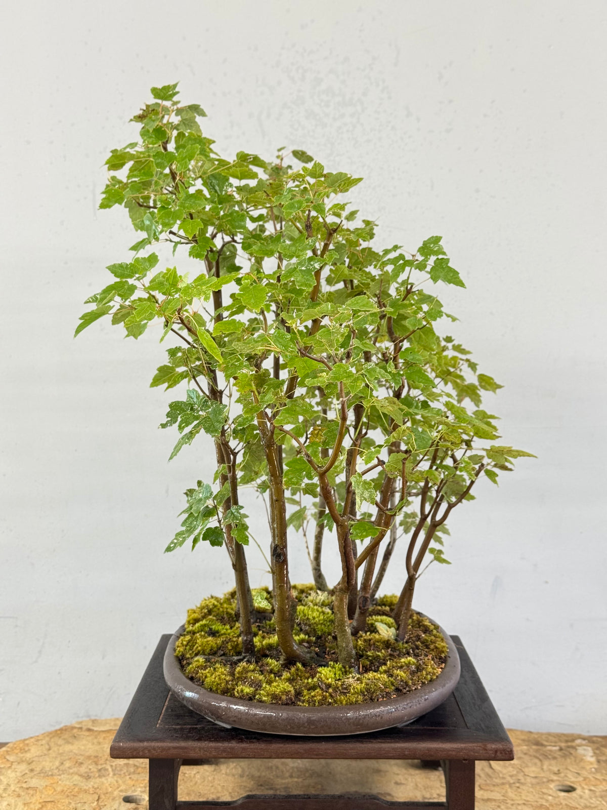 Florida Red Maple Forest Bonsai