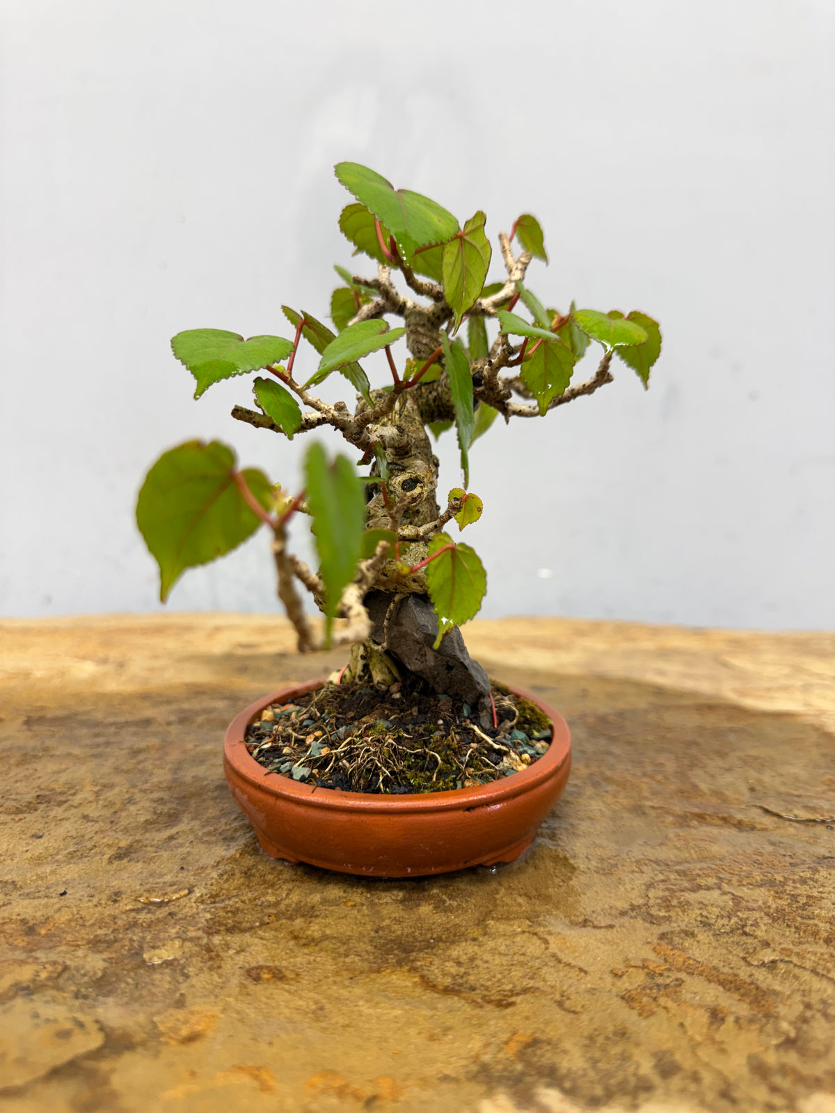 Mame Root Over Rock Sea Hibiscus (Waru)