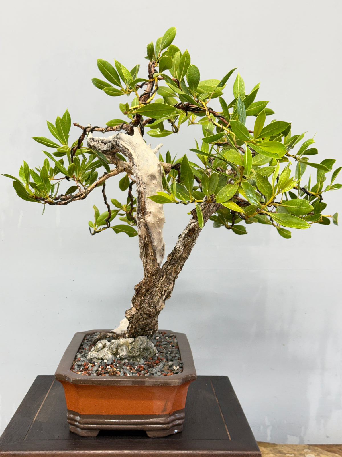 Buttonwood