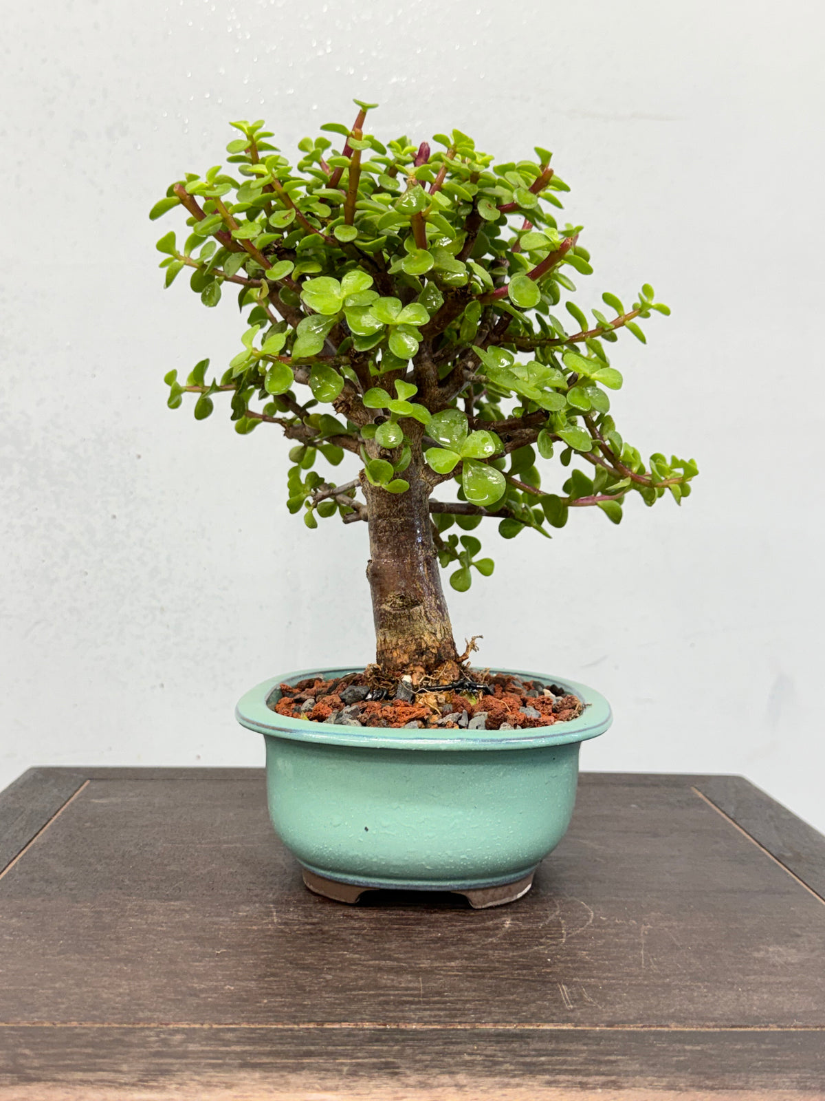 Dwarf Jade