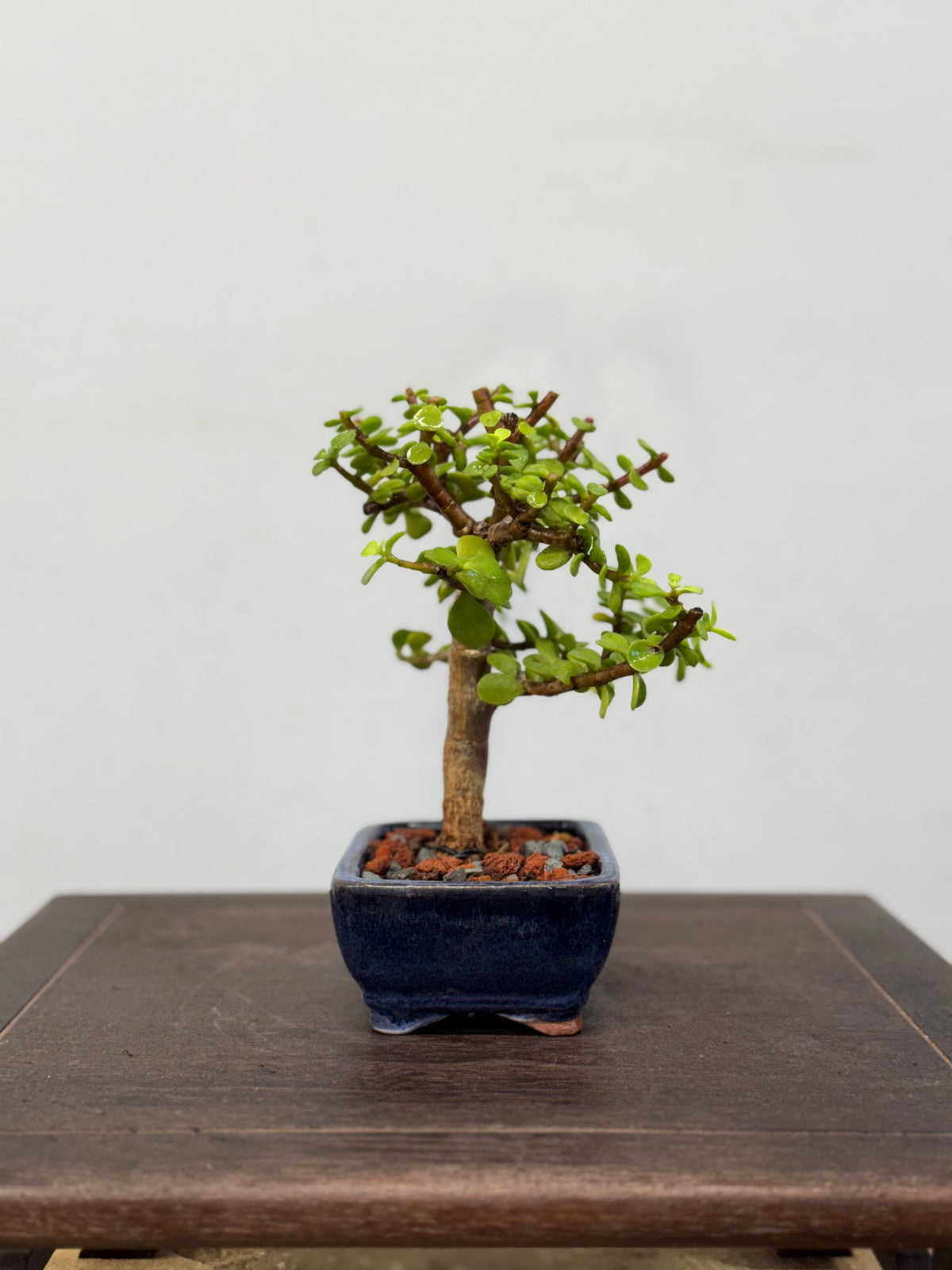 Mame Dwarf Jade