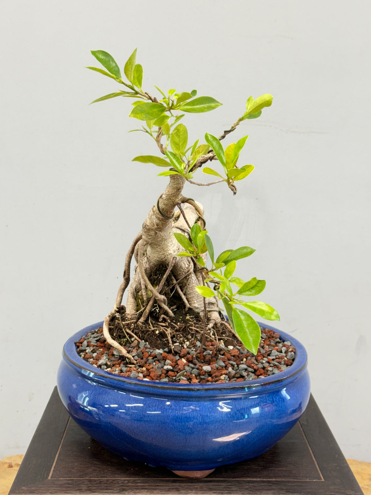 Root Over Rock Tiger Bark Ficus