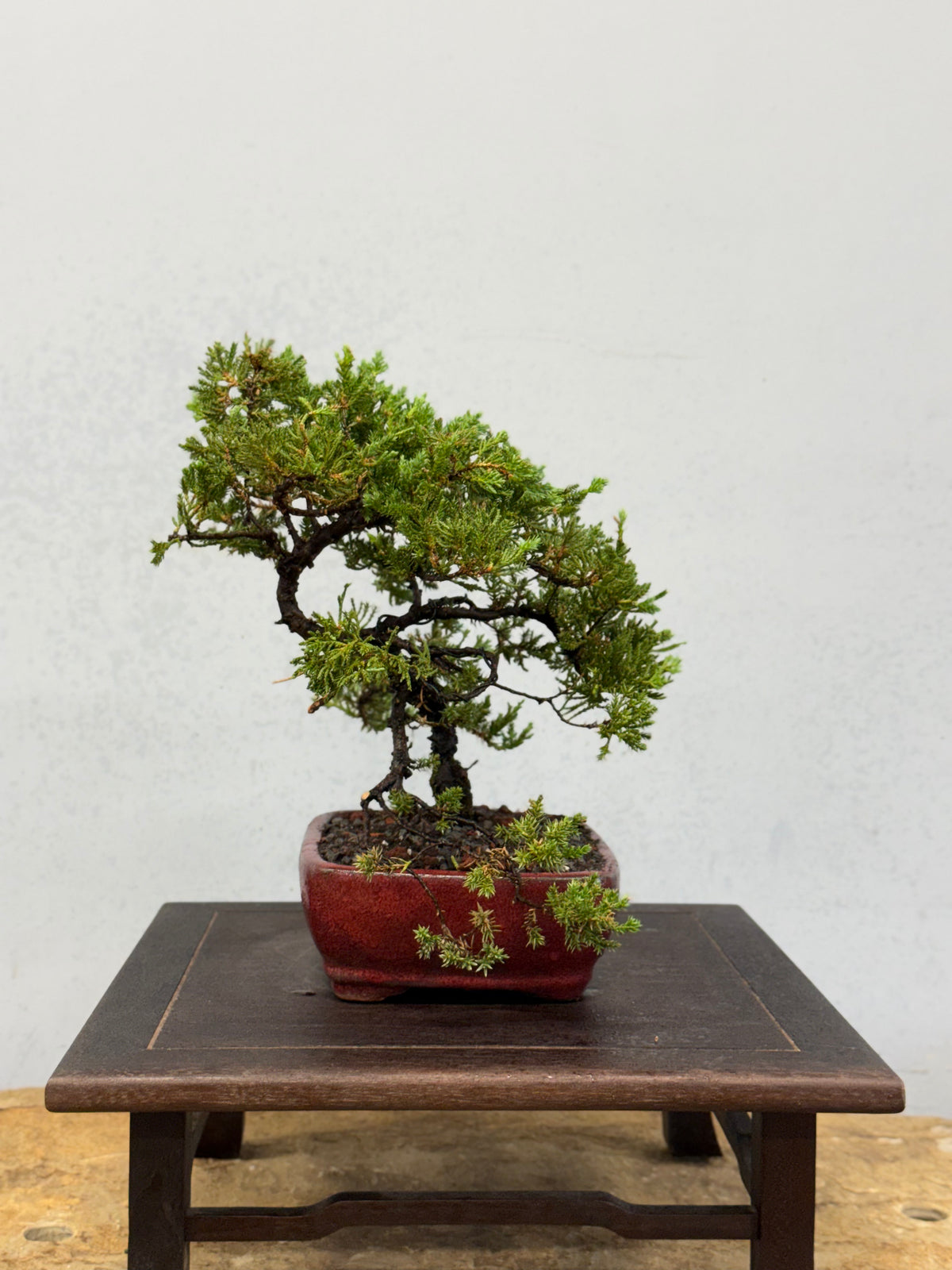 Procumbens Nana Juniper Bonsai – Informal Upright