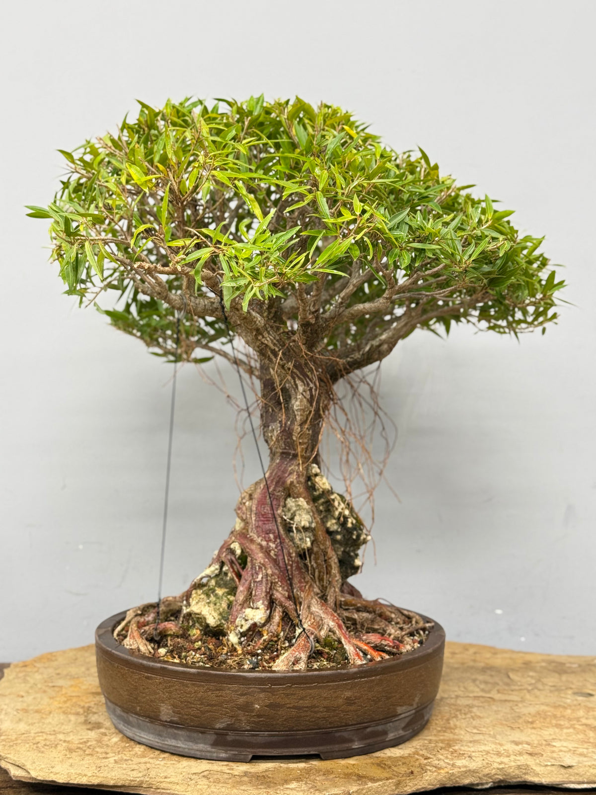 Root Over Rock Willowleaf Ficus Bonsai