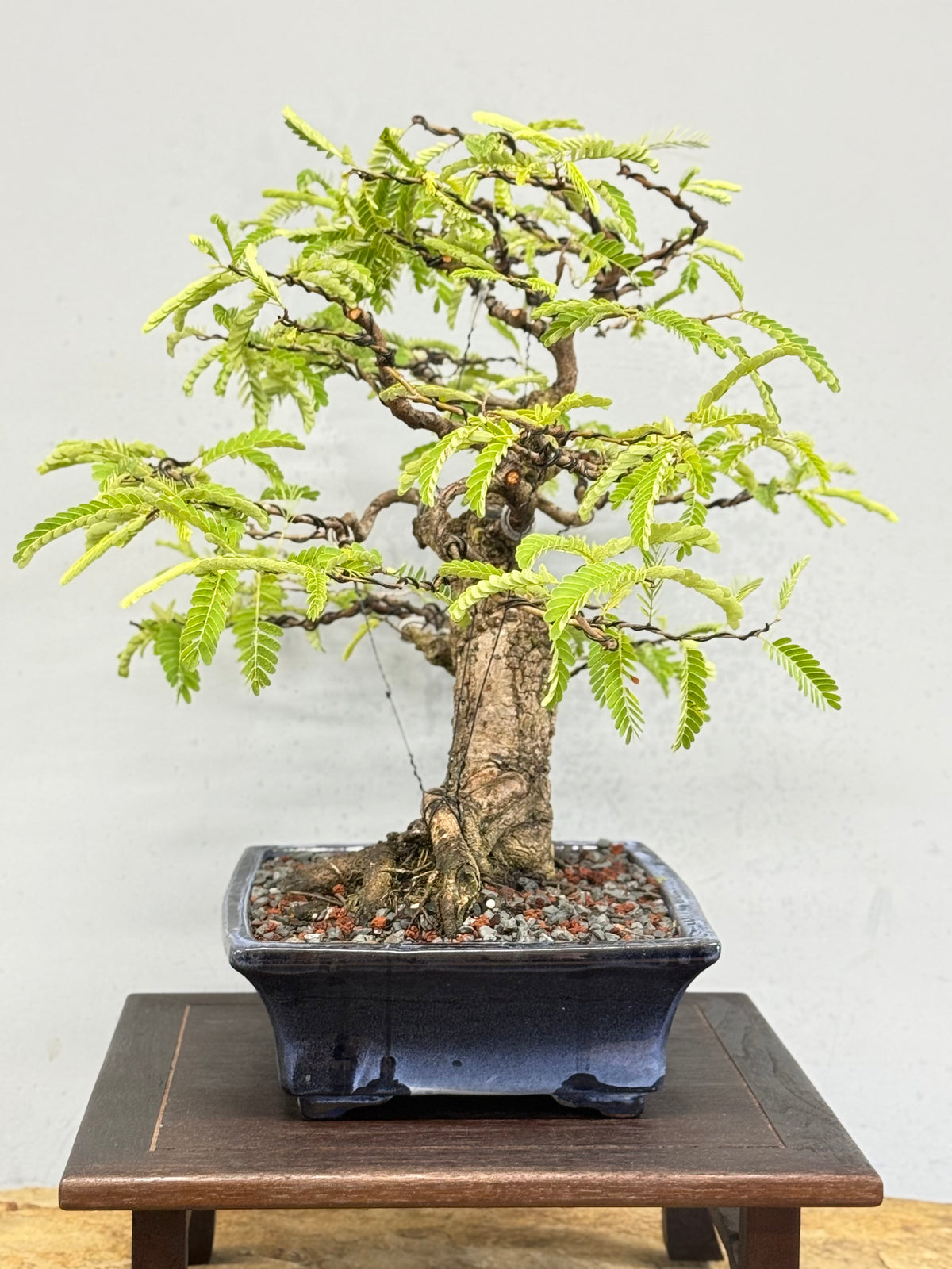 Tamarindus indica
