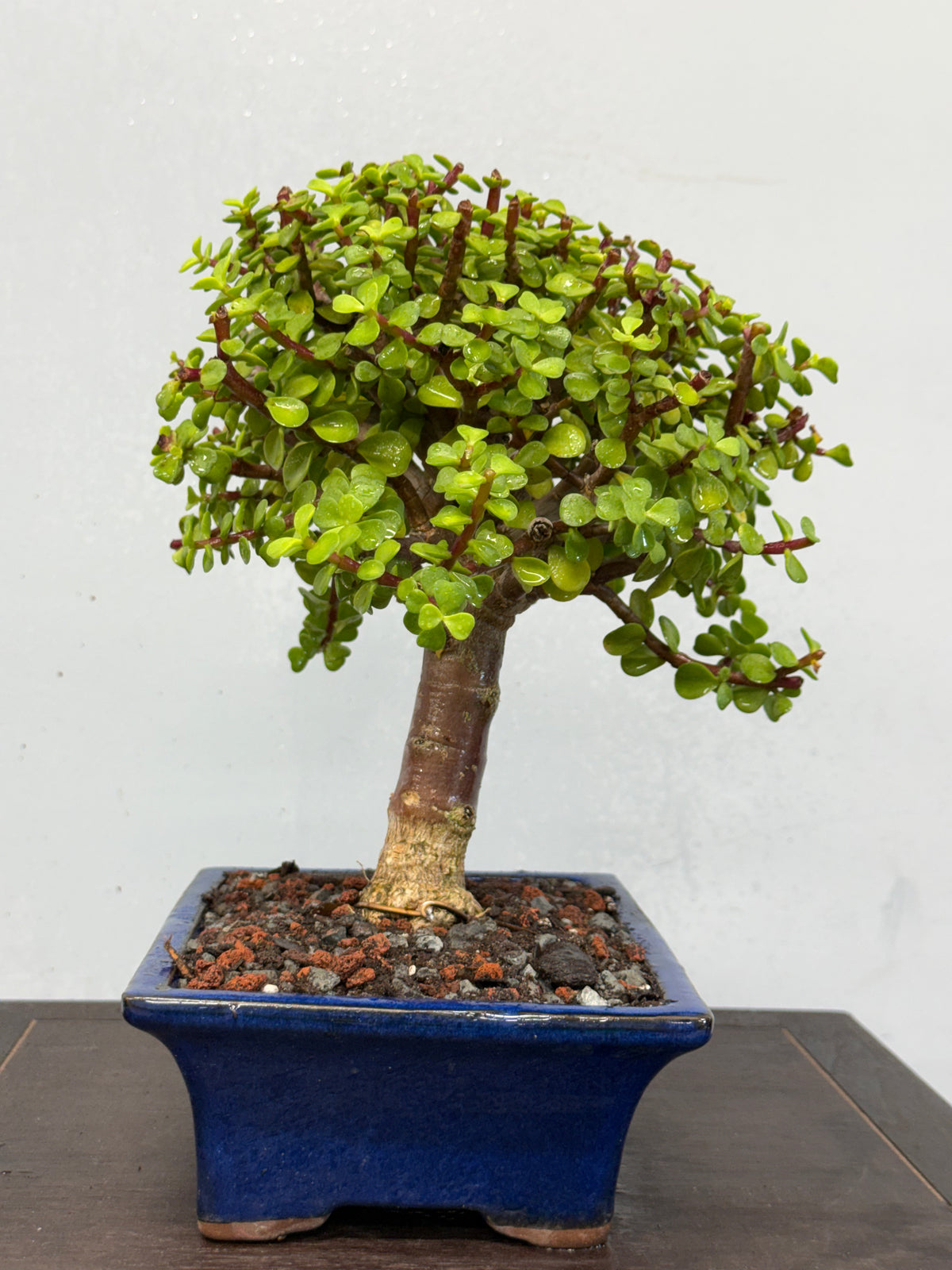 Dwarf Jade