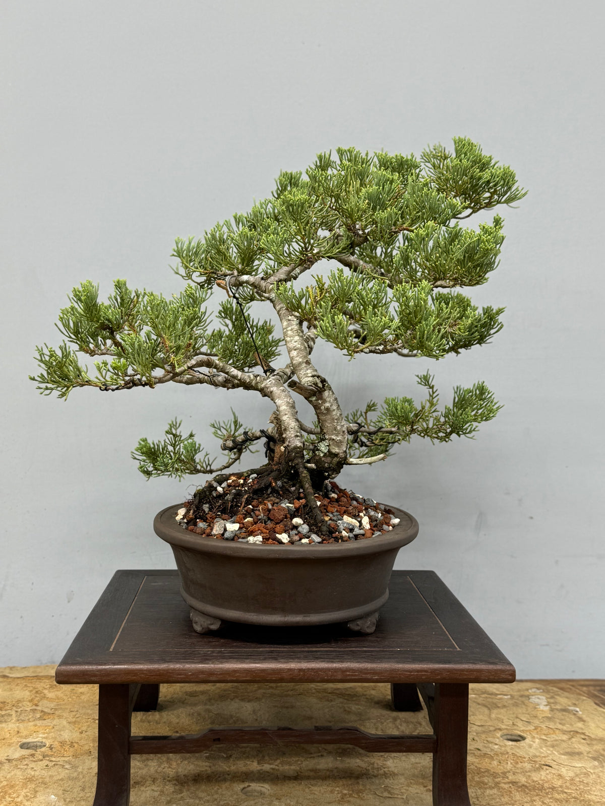 Parsons Juniper