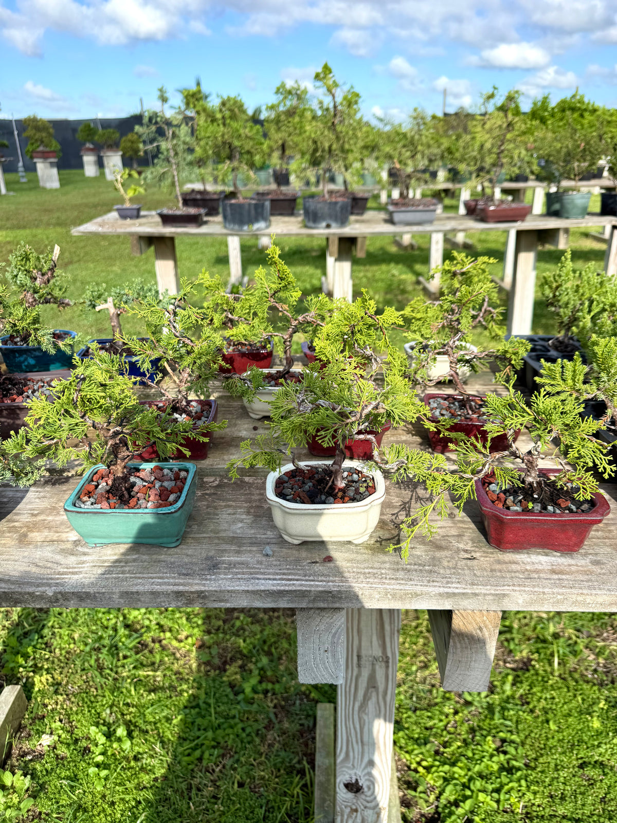Mame Itoigawa Shimpaku Juniper Bonsai