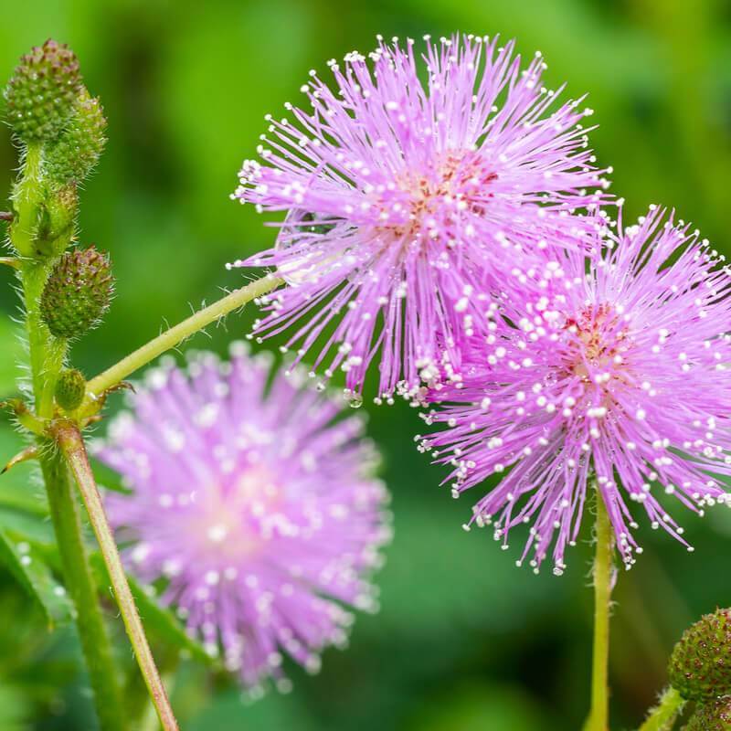 Mimosa Flowers