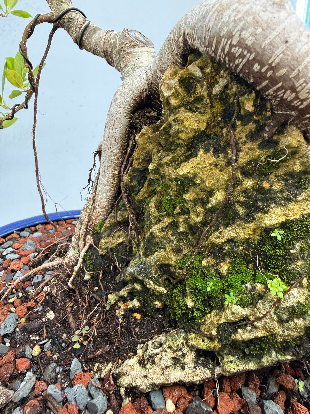 Root Over Rock Tiger Bark Ficus