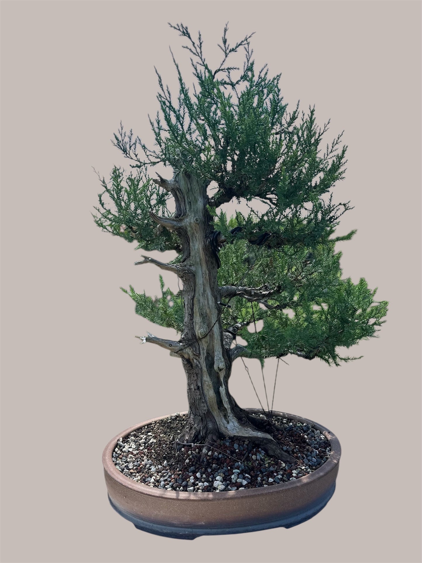 Needle Juniper