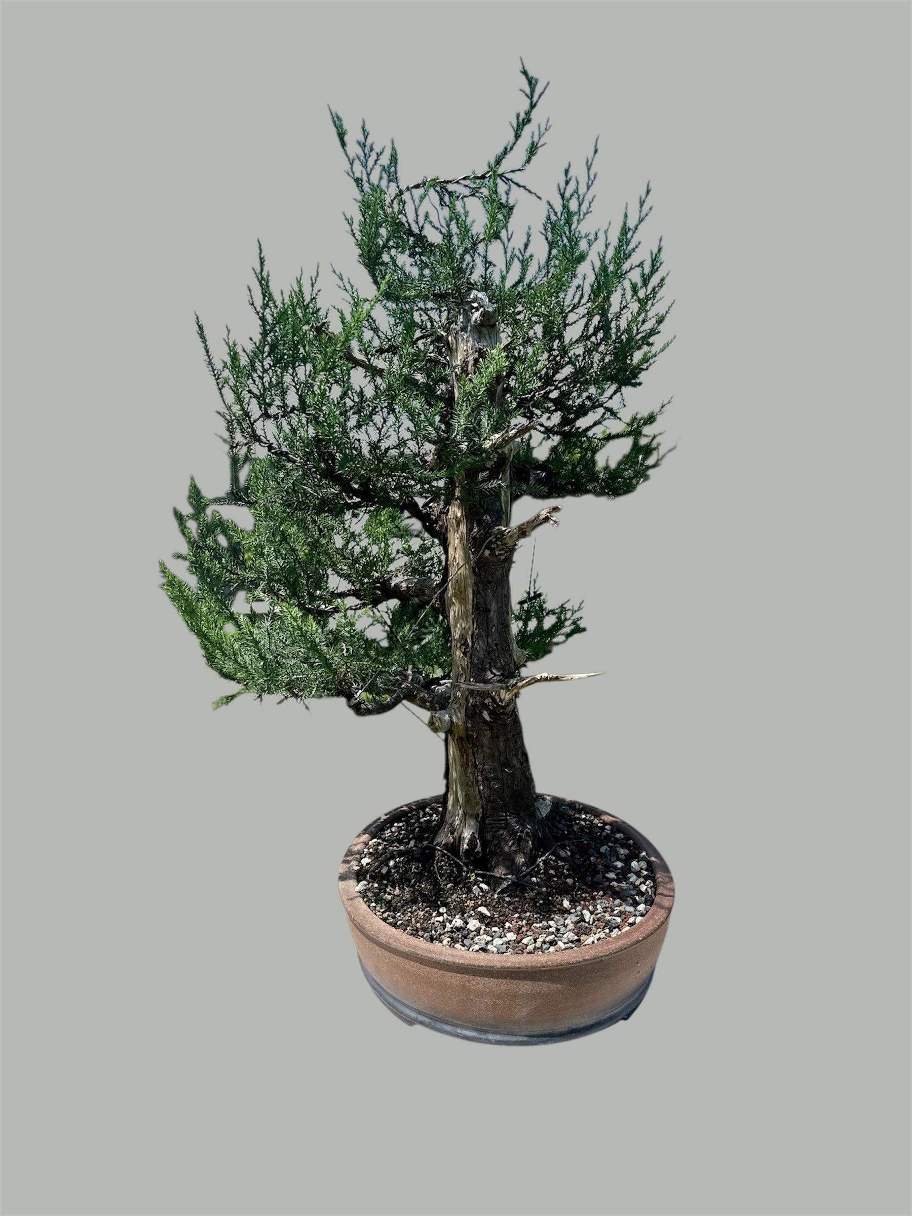 Needle Juniper