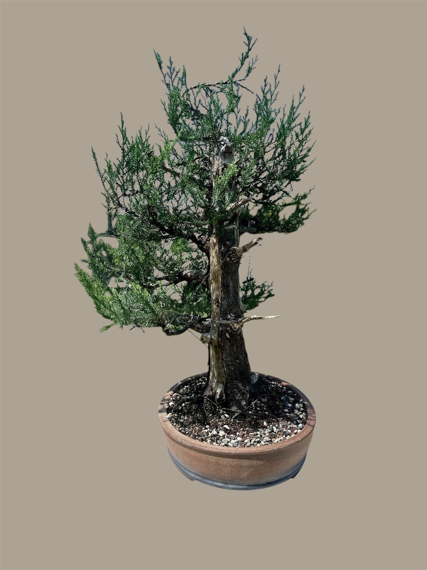 Needle Juniper