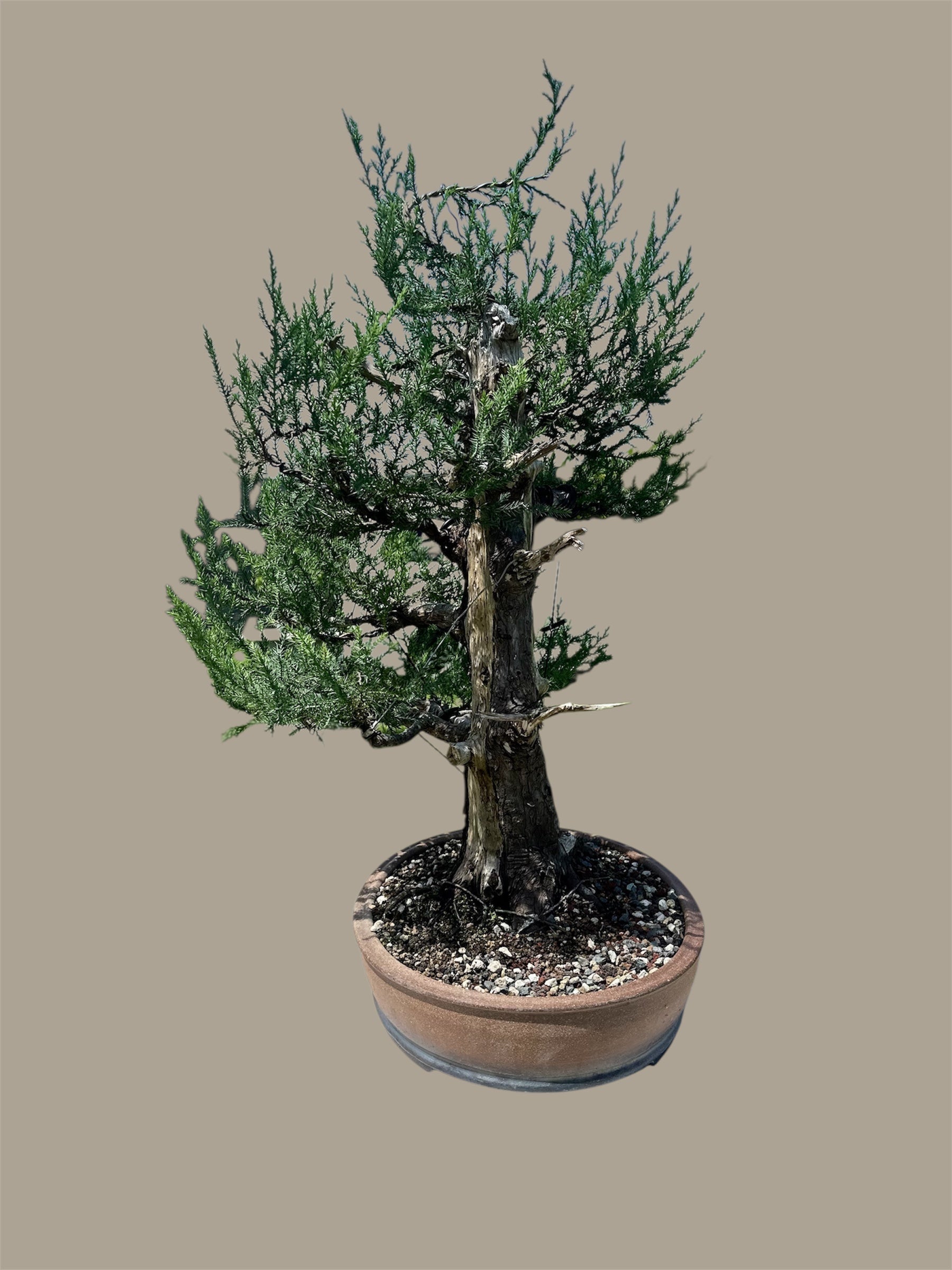 Needle Juniper