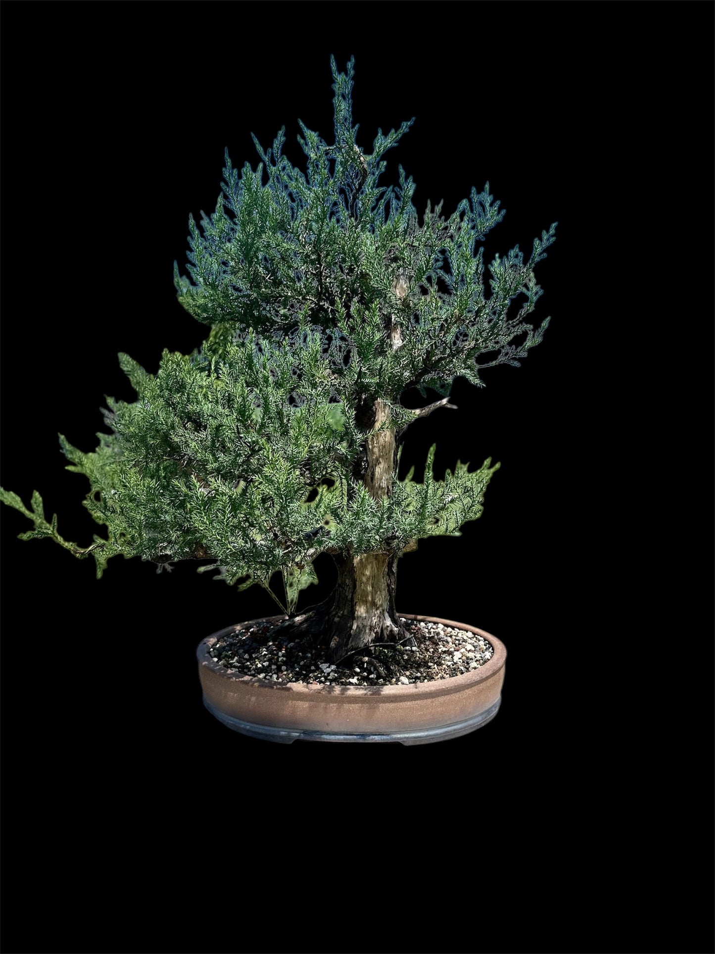 Needle Juniper