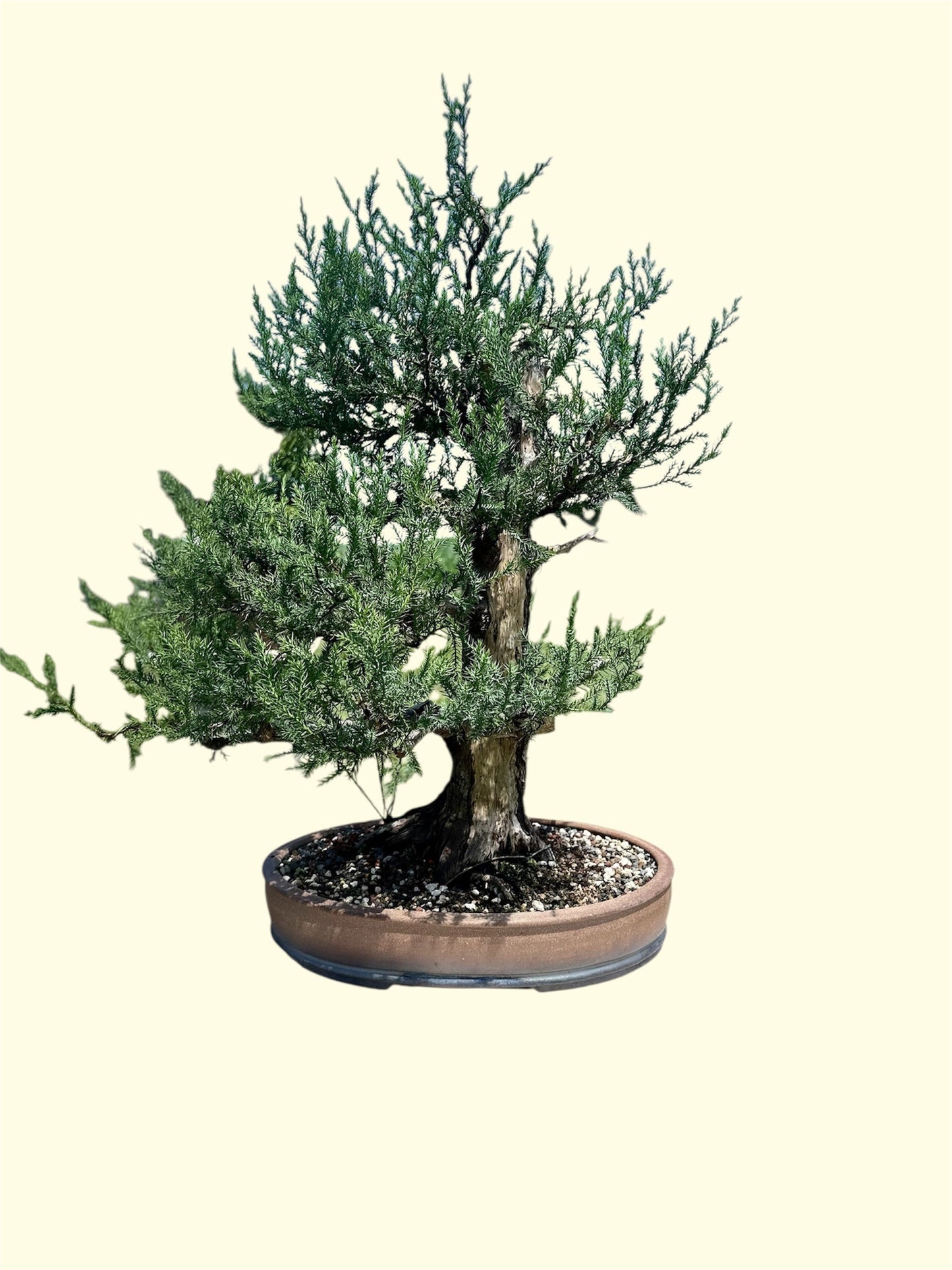 Needle Juniper