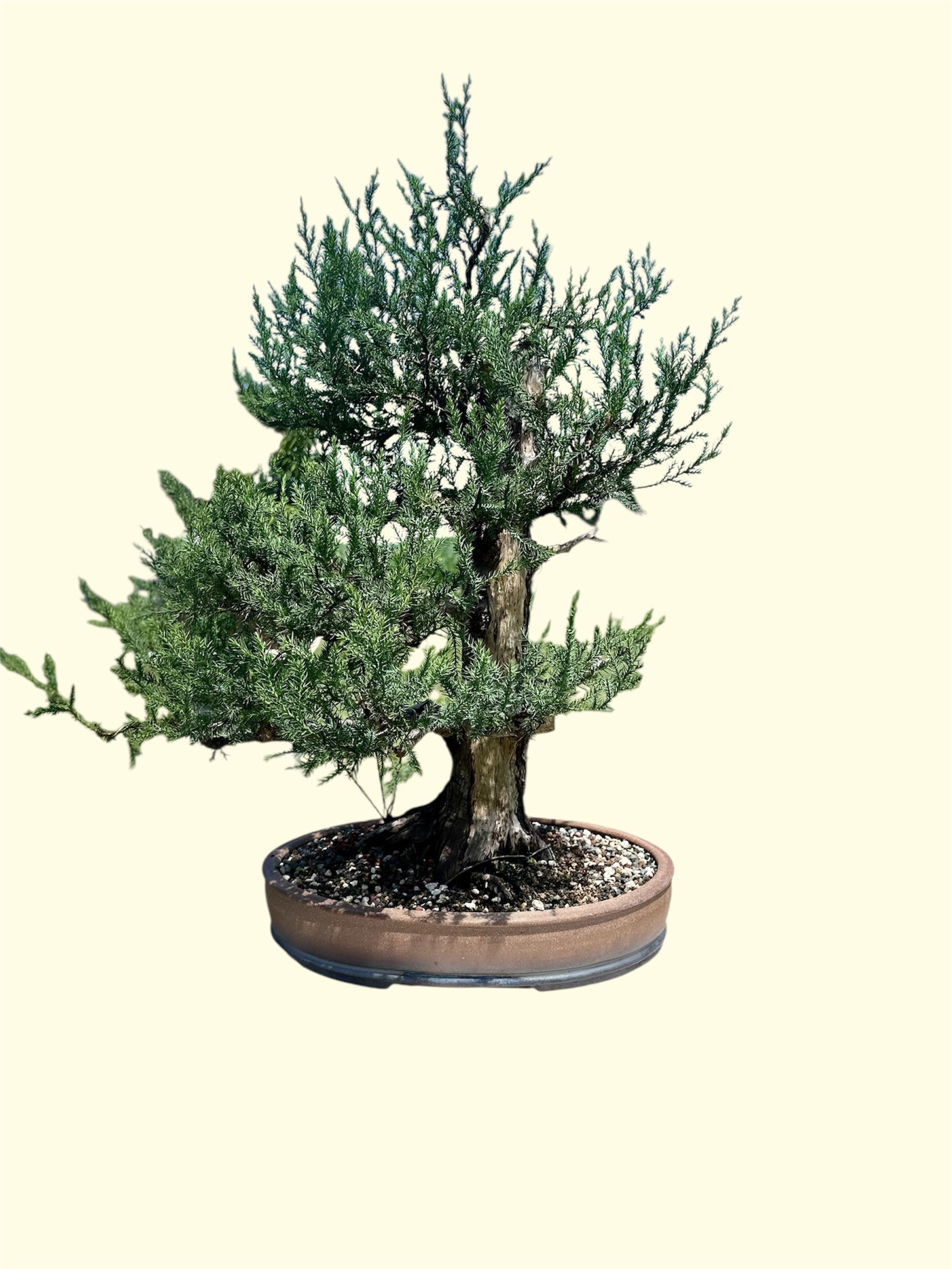 Needle Juniper
