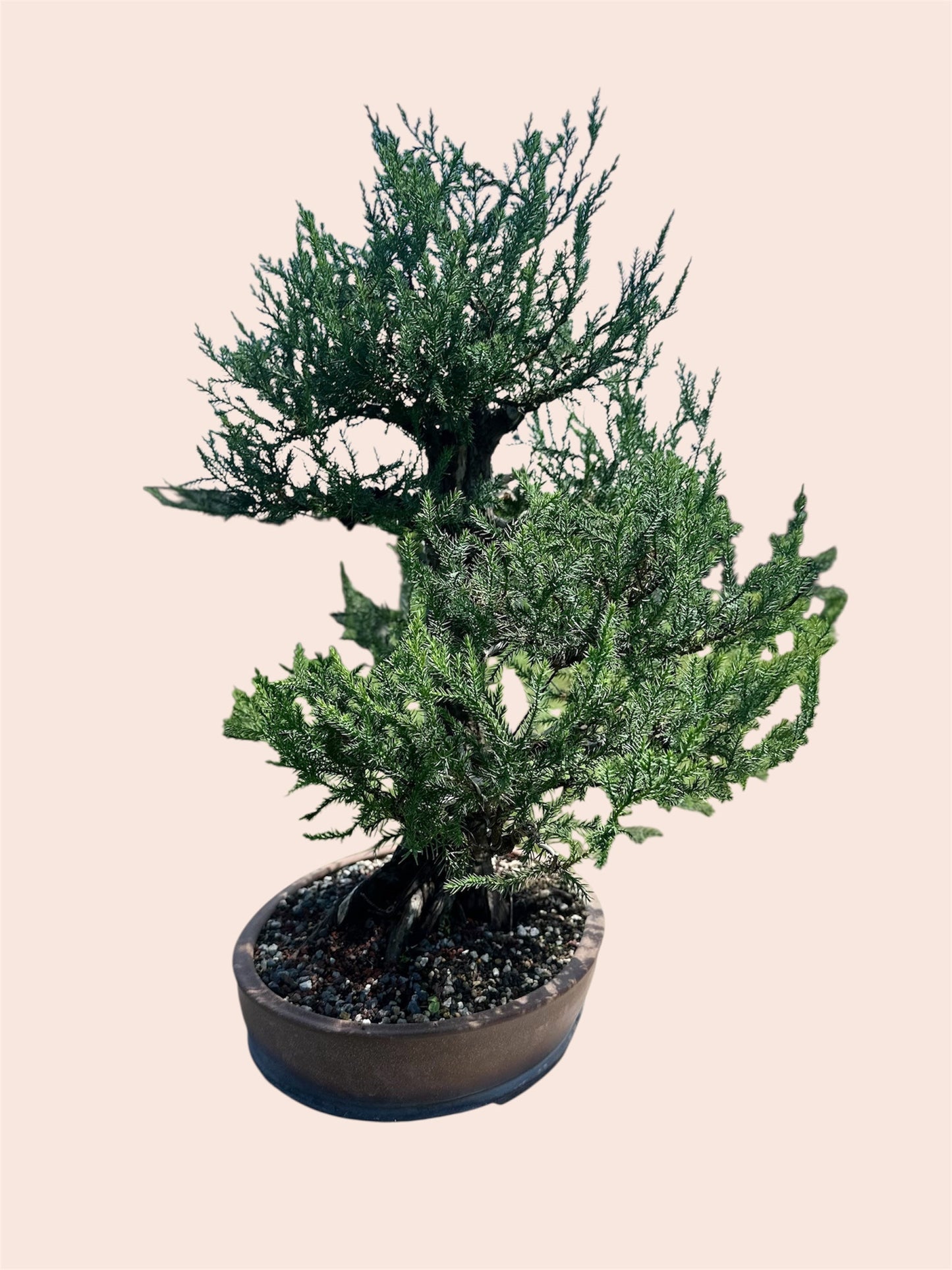 Needle Juniper