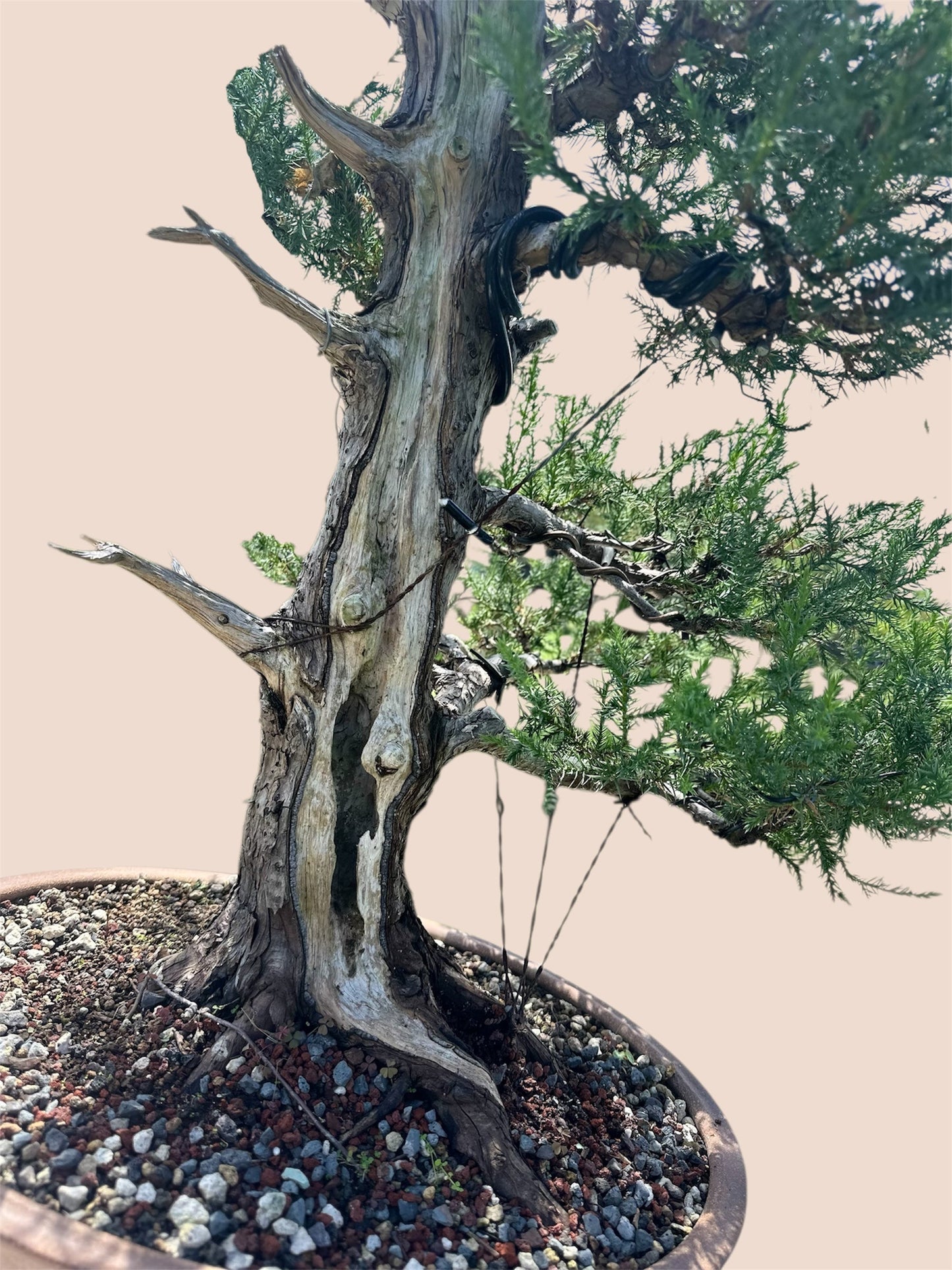 Needle Juniper