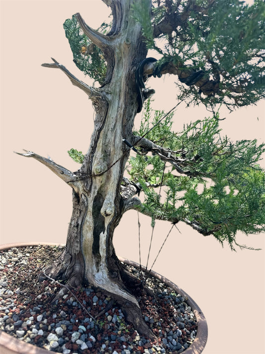 Needle Juniper