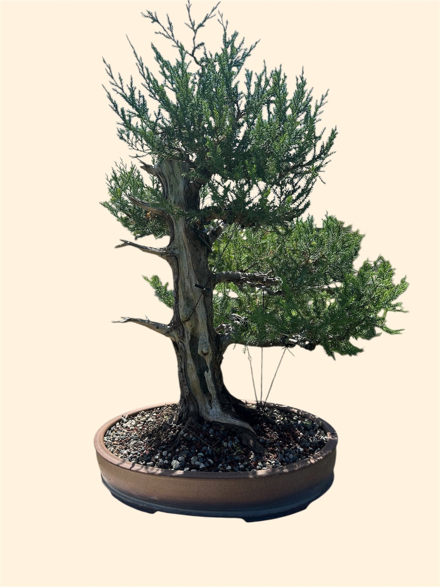 Needle Juniper