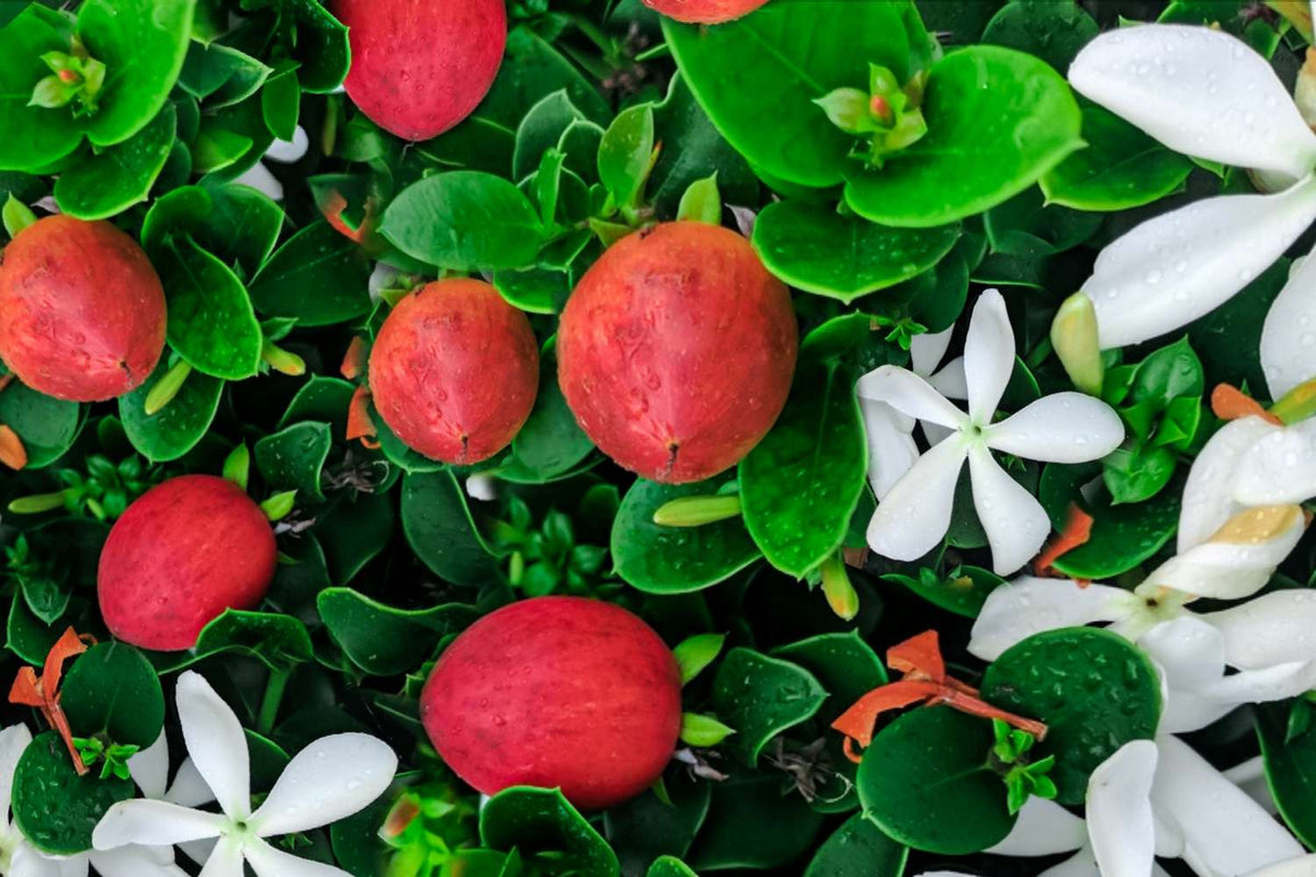 Natal plum flower & frui