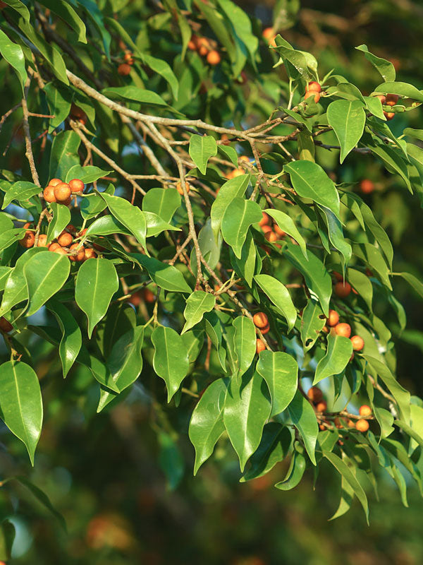 Oriental ficus fruit