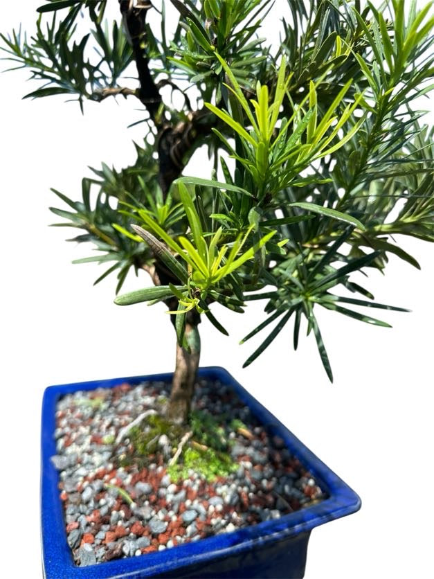 Podocarpus