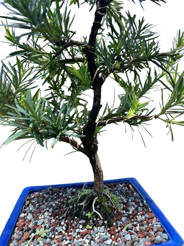 Podocarpus