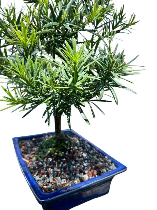Podocarpus