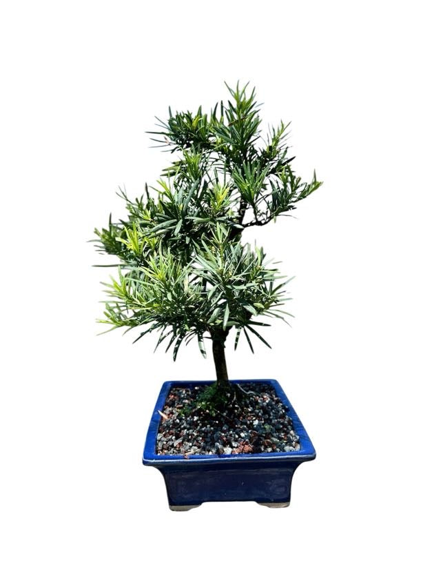 Podocarpus
