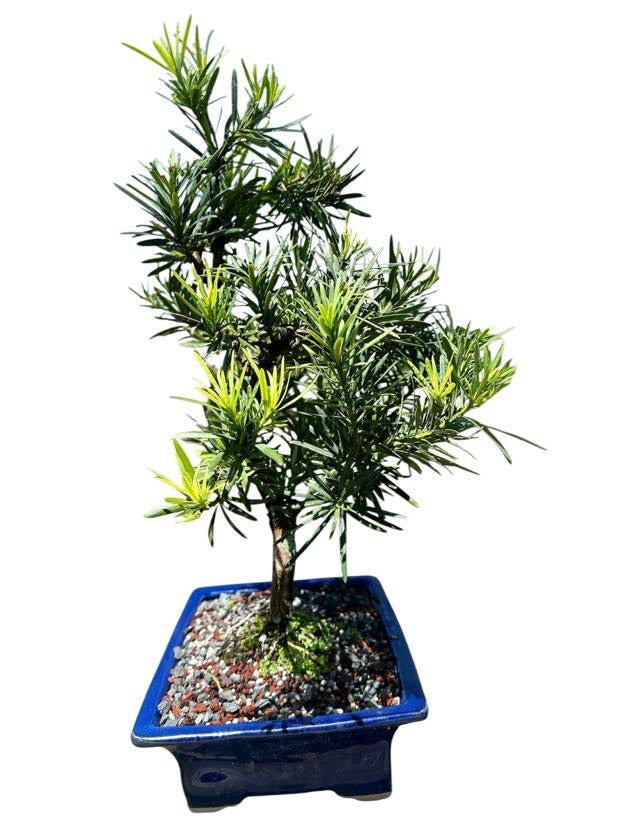Podocarpus