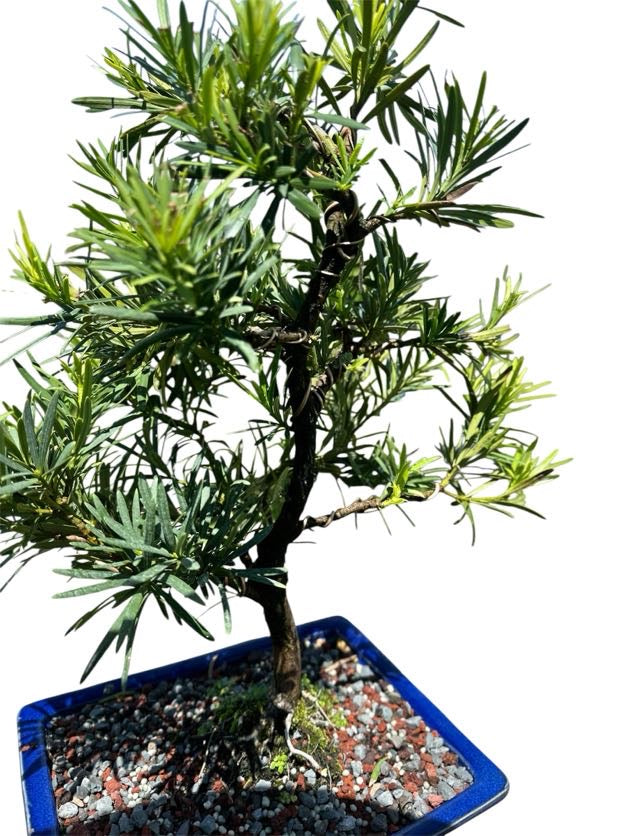 Podocarpus