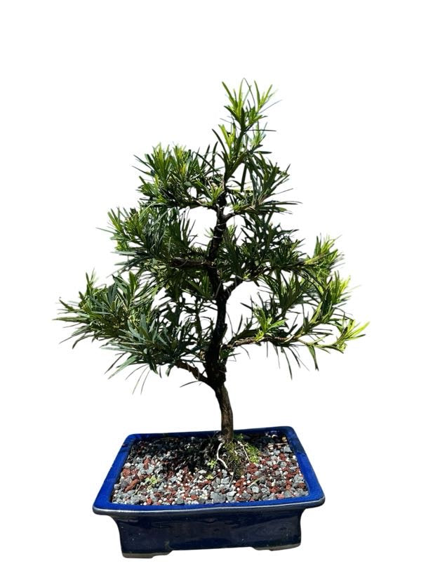 Podocarpus