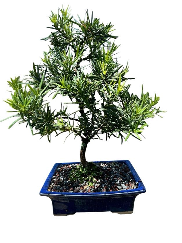 Podocarpus
