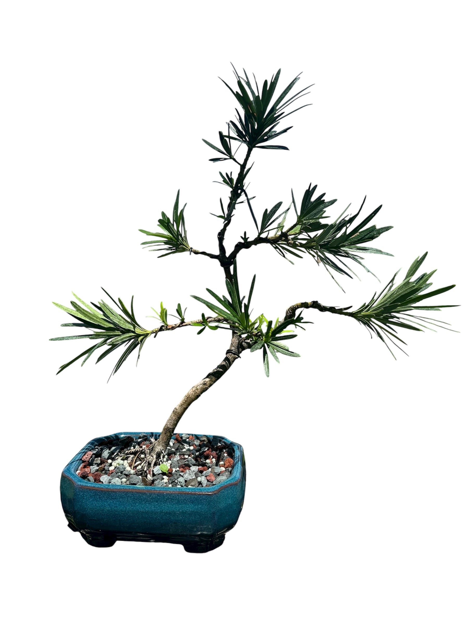 Podocarpus – Maki (Single)