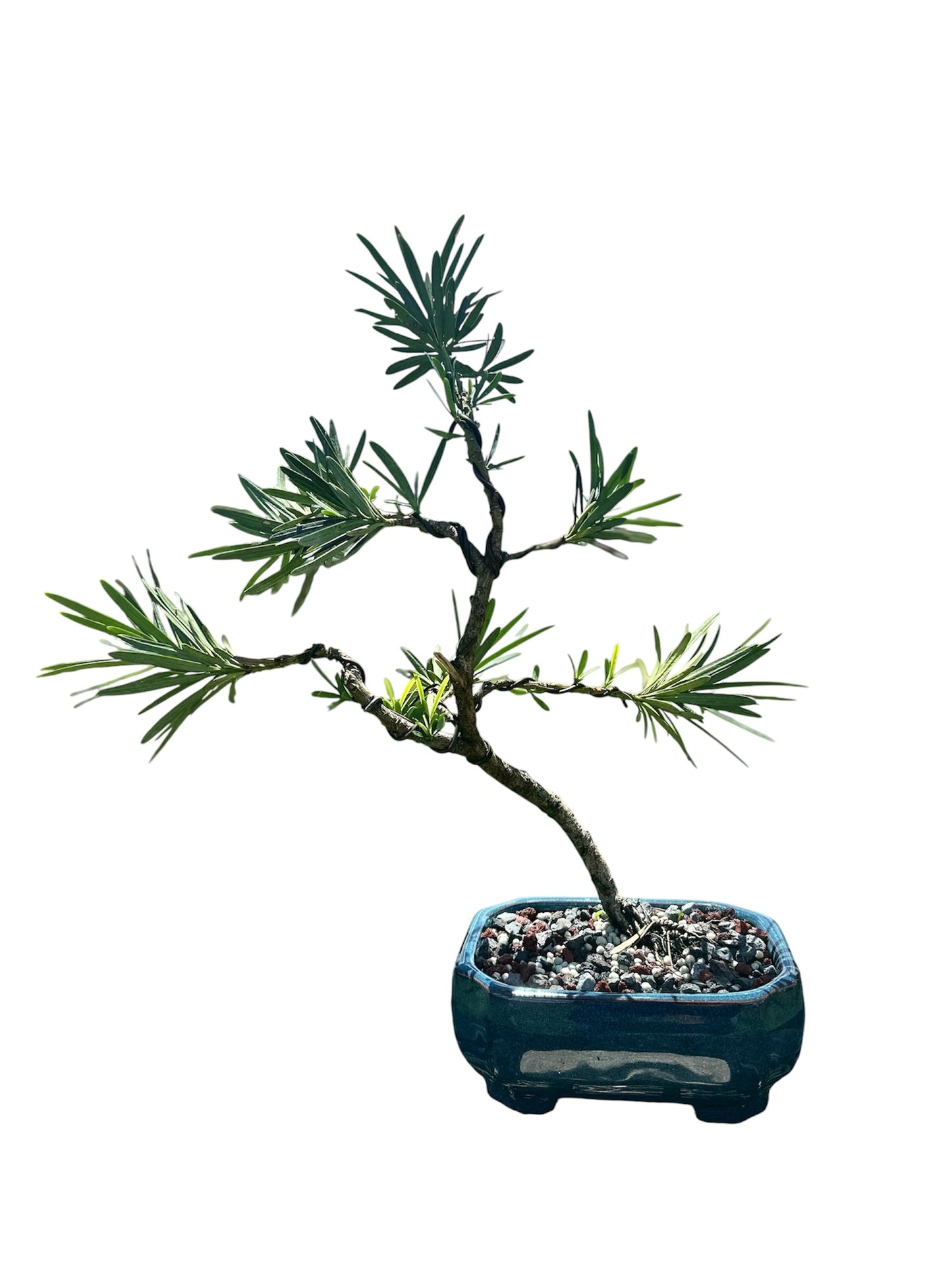 Podocarpus – Maki (Single)