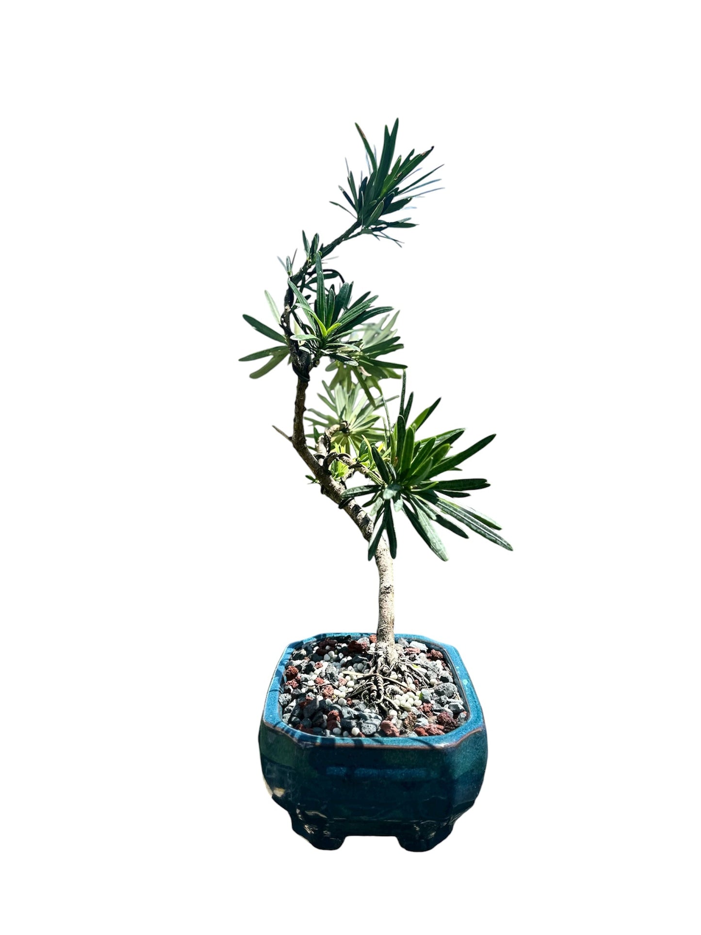 Podocarpus – Maki (Single)