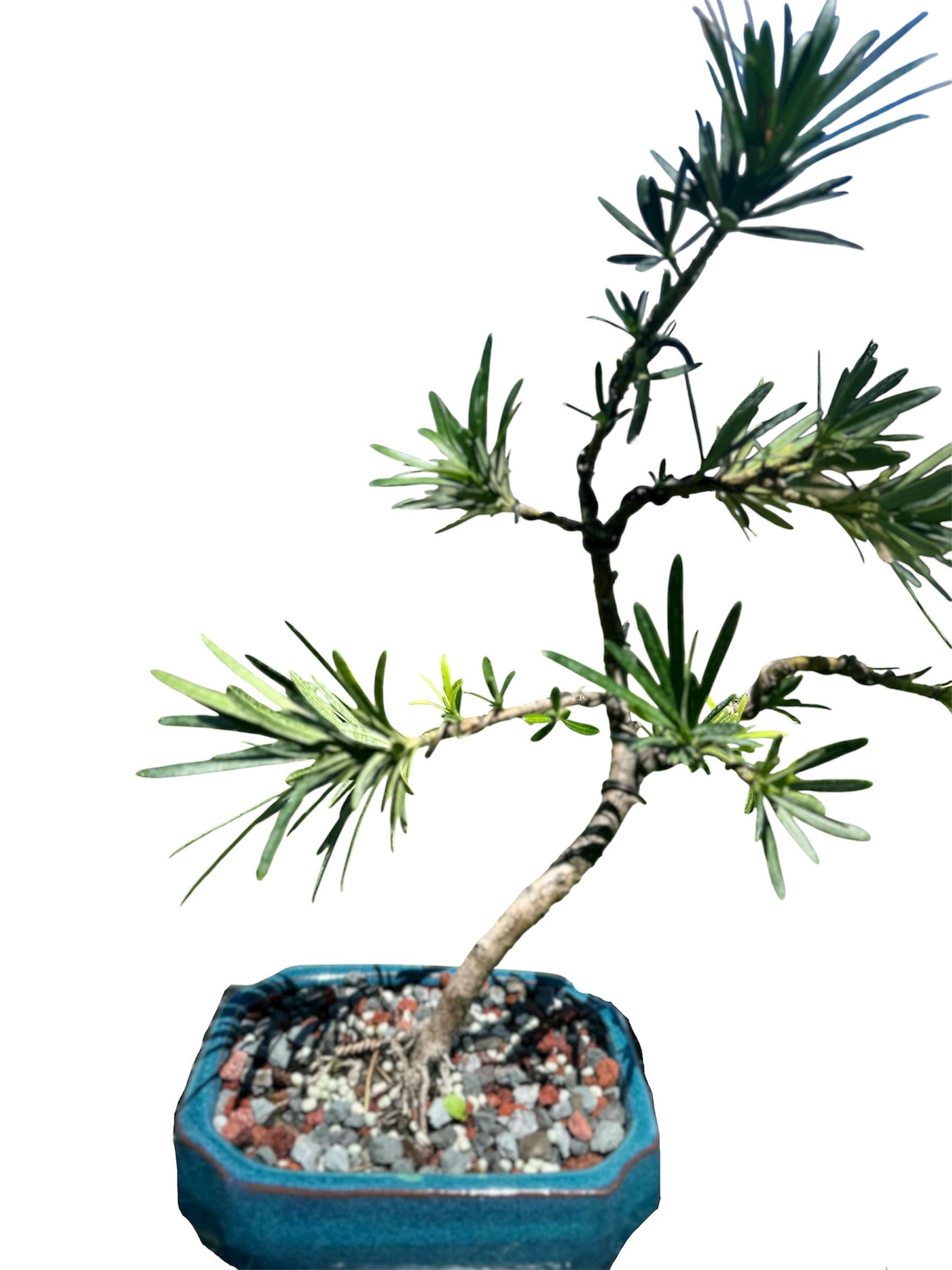 Podocarpus – Maki (Single)