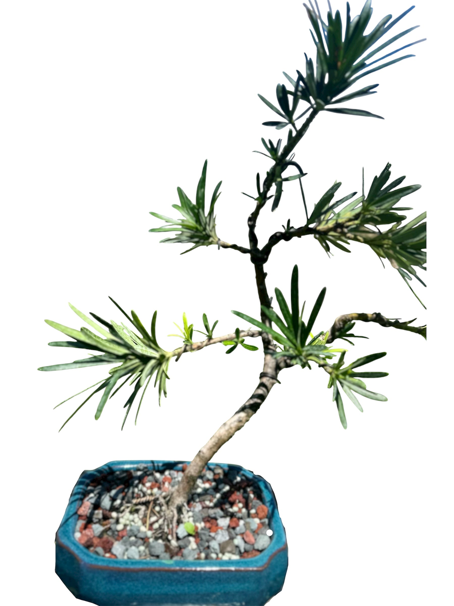 Podocarpus – Maki (Single)